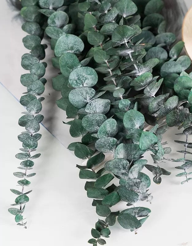 Eucalyptus baby bleu