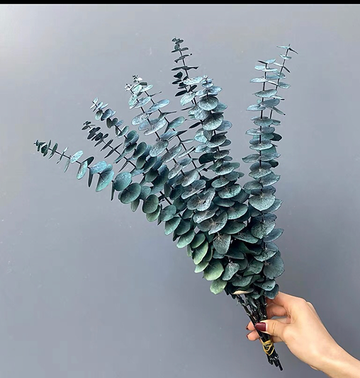 Eucalyptus baby bleu