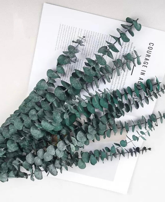 Eucalyptus baby bleu
