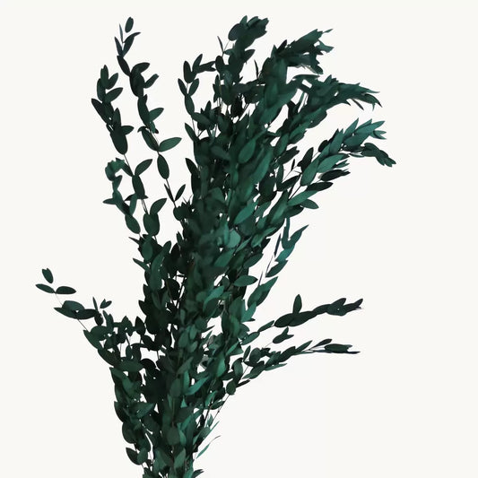 Ecualyptus Fine